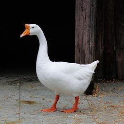 吃瓜鹅公司老板,揭秘幕后商业奇才的瓜界传奇