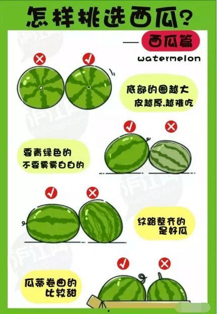 希望你吃的是瓜,揭秘你不可错过的美味瓜果之旅