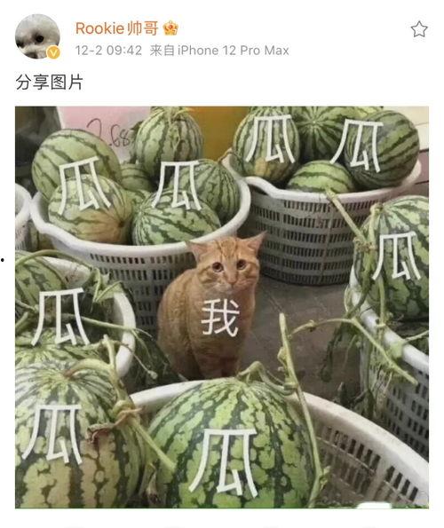 发财吃瓜,揭秘致富背后的秘密与机遇