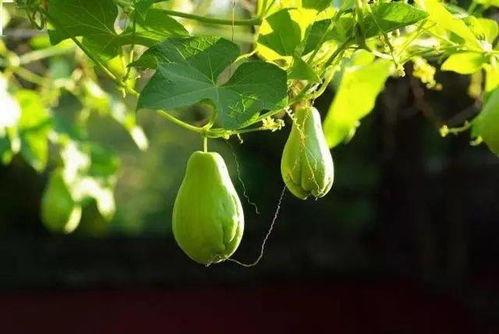 韶关佛手瓜怎么吃,多样食法，尽享美味