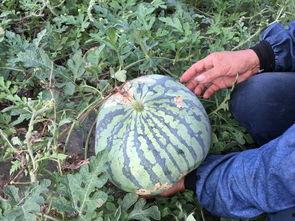 死藤瓜可以吃吗,能否安全食用之谜