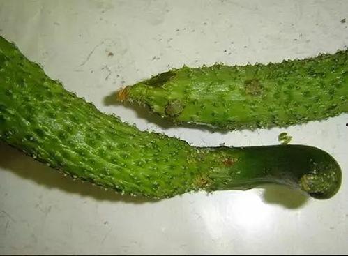 吃土瓜是否发病了,发病与否揭秘