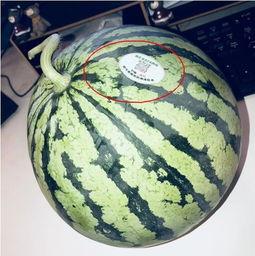 如何吃网红瓜视频,跟随视频一探究竟