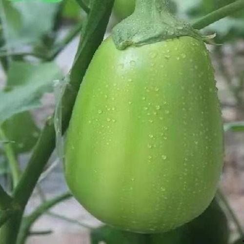 河南职高吃瓜,揭秘校园里的“瓜田”风云