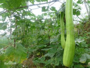 北方砍瓜怎么吃,北方砍瓜的多样食法探索