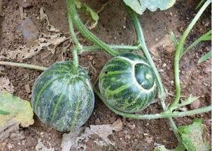 回民老阿爸吃瓜,回民老阿爸的夏日瓜香时光