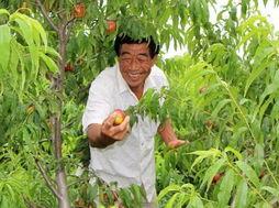 今日头条滁州油桃,鲜甜上市，尽享夏日果香盛宴