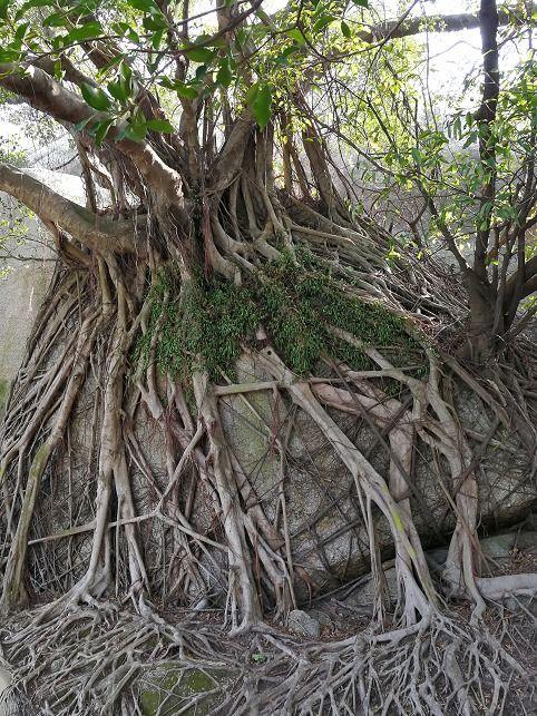 台山网红草坪里,绿意盎然，打卡圣地