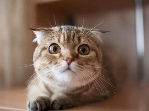 猫猫吃南瓜和贝贝瓜,猫猫的美食探险之旅