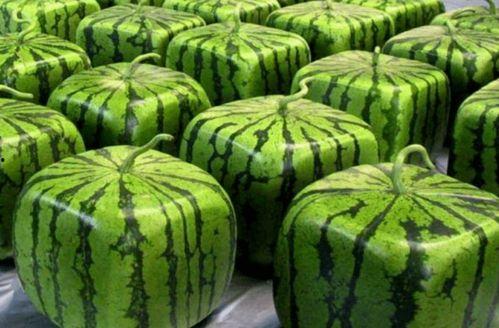 吃瓜吃到漂亮国,揭秘美国风土人情