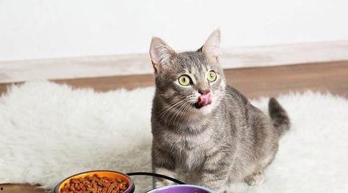 娱乐吃瓜酱猫咪视频,萌态十足，网友直呼“太可爱了！”